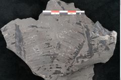 Foto (Detailansicht) von Asterocarpus meriani Brongniart (NHMW-GEO-2024-0188-10612)